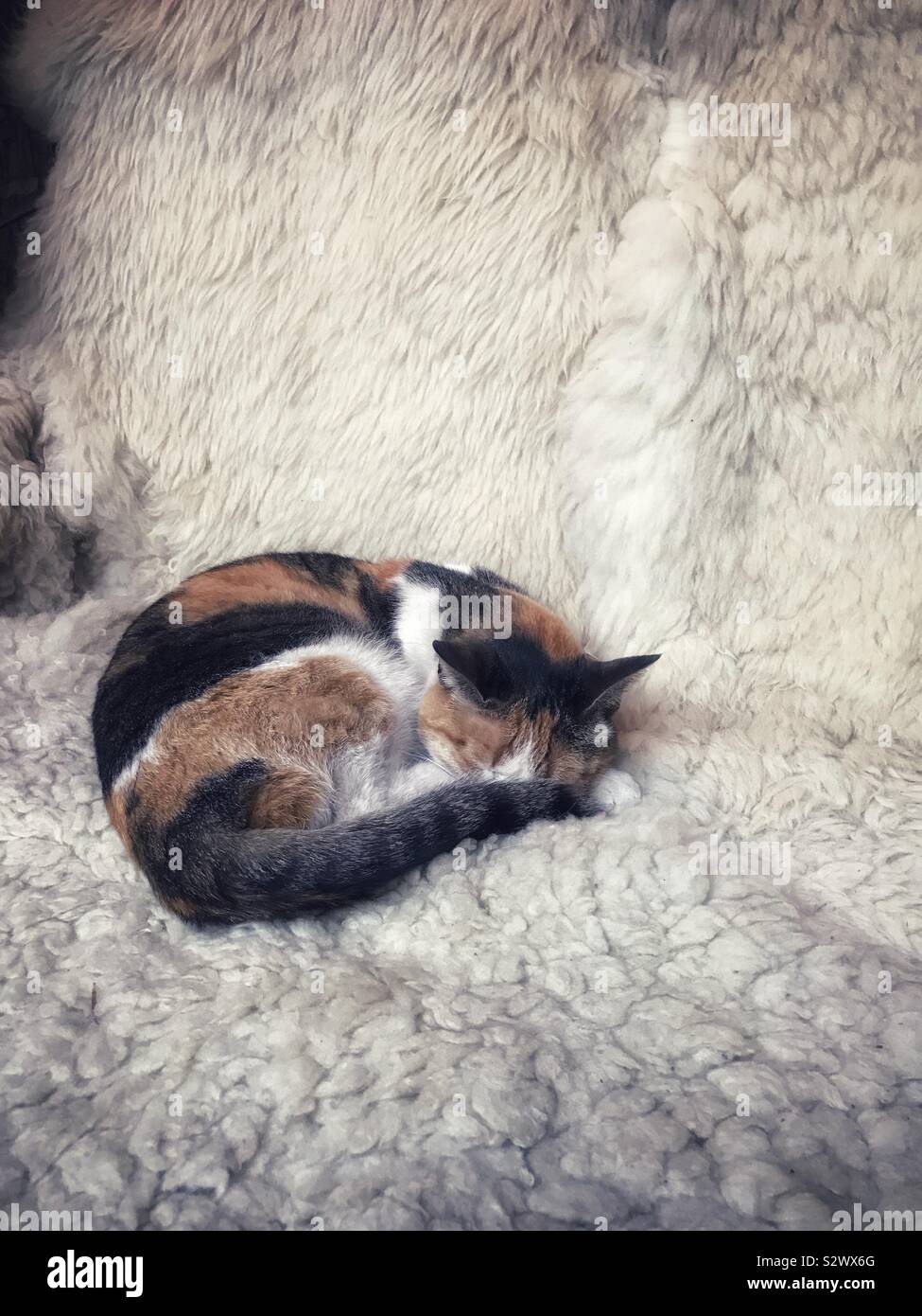 Ritratto di un simpatico a tre colori gatto femmina di dormire su una pecora coperta di pelliccia, Italia Foto Stock