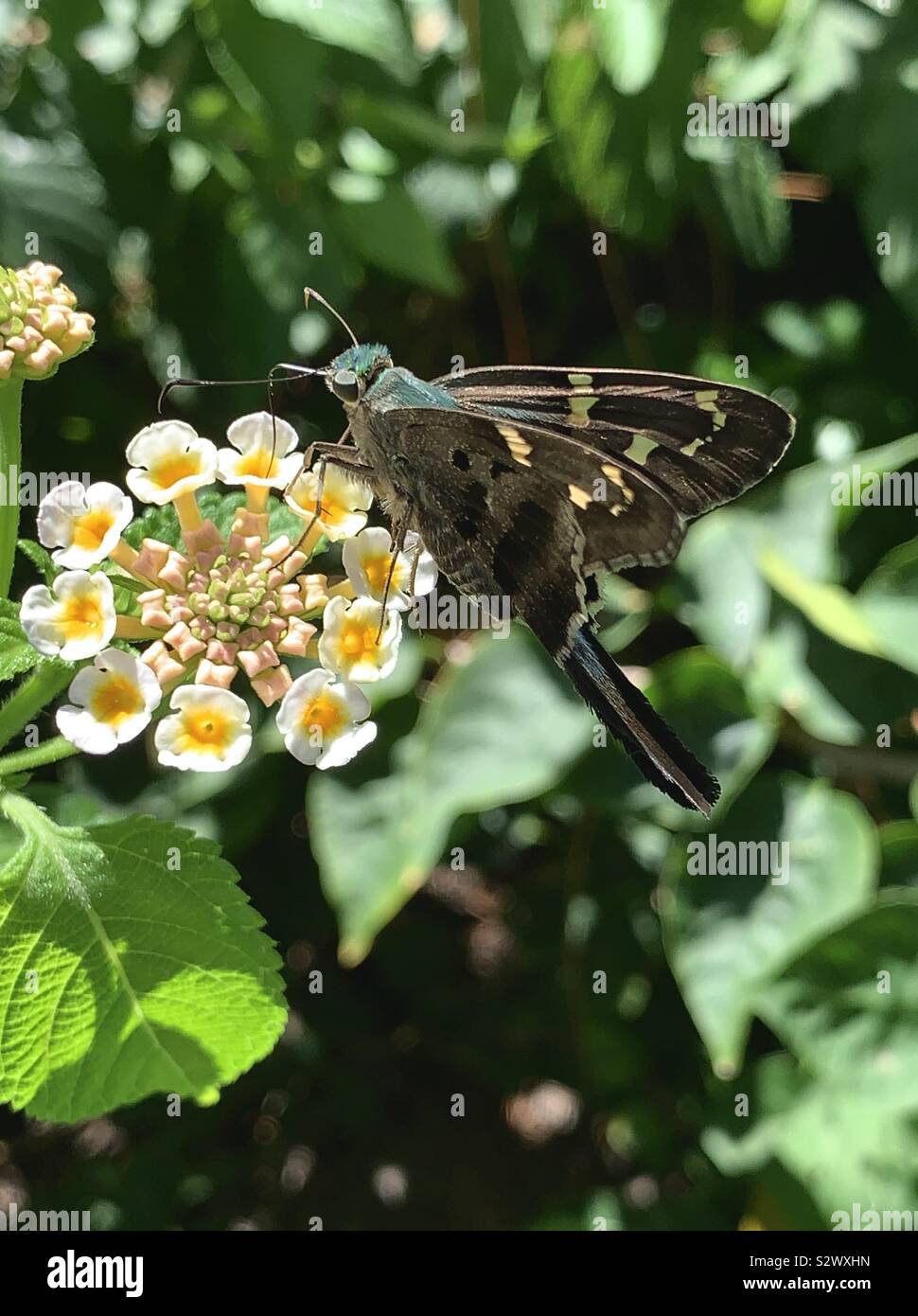Primo piano di una lunga coda di skipper butterfly su lantana fiori Foto Stock