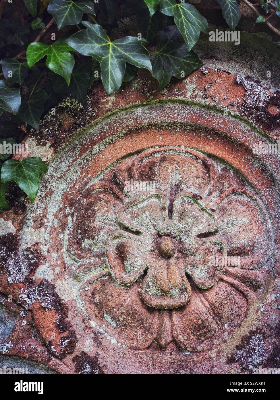 Intagliato motivo floreale su una vecchia lastra tombale, di edera che cresce su. Foto Stock