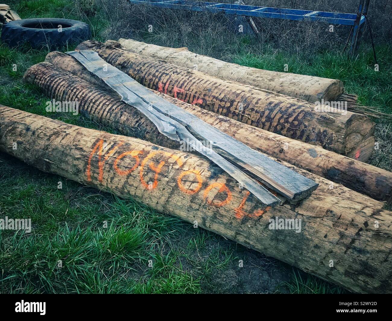 Pila di tronchi da segheria contrassegnato "NO buono" Foto Stock