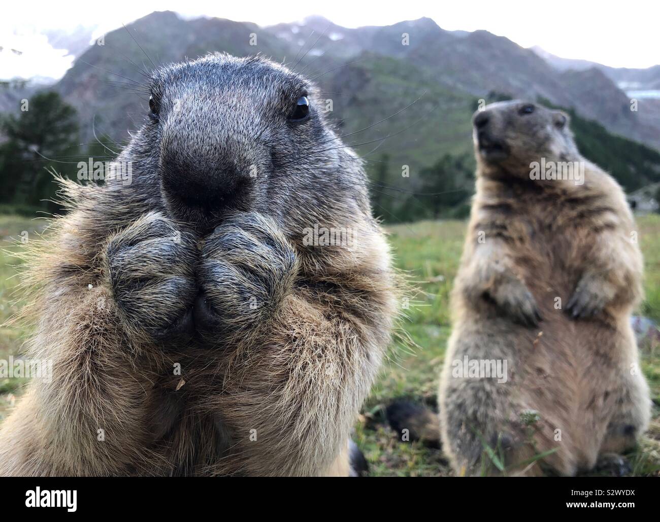 Carino marmotte Foto Stock