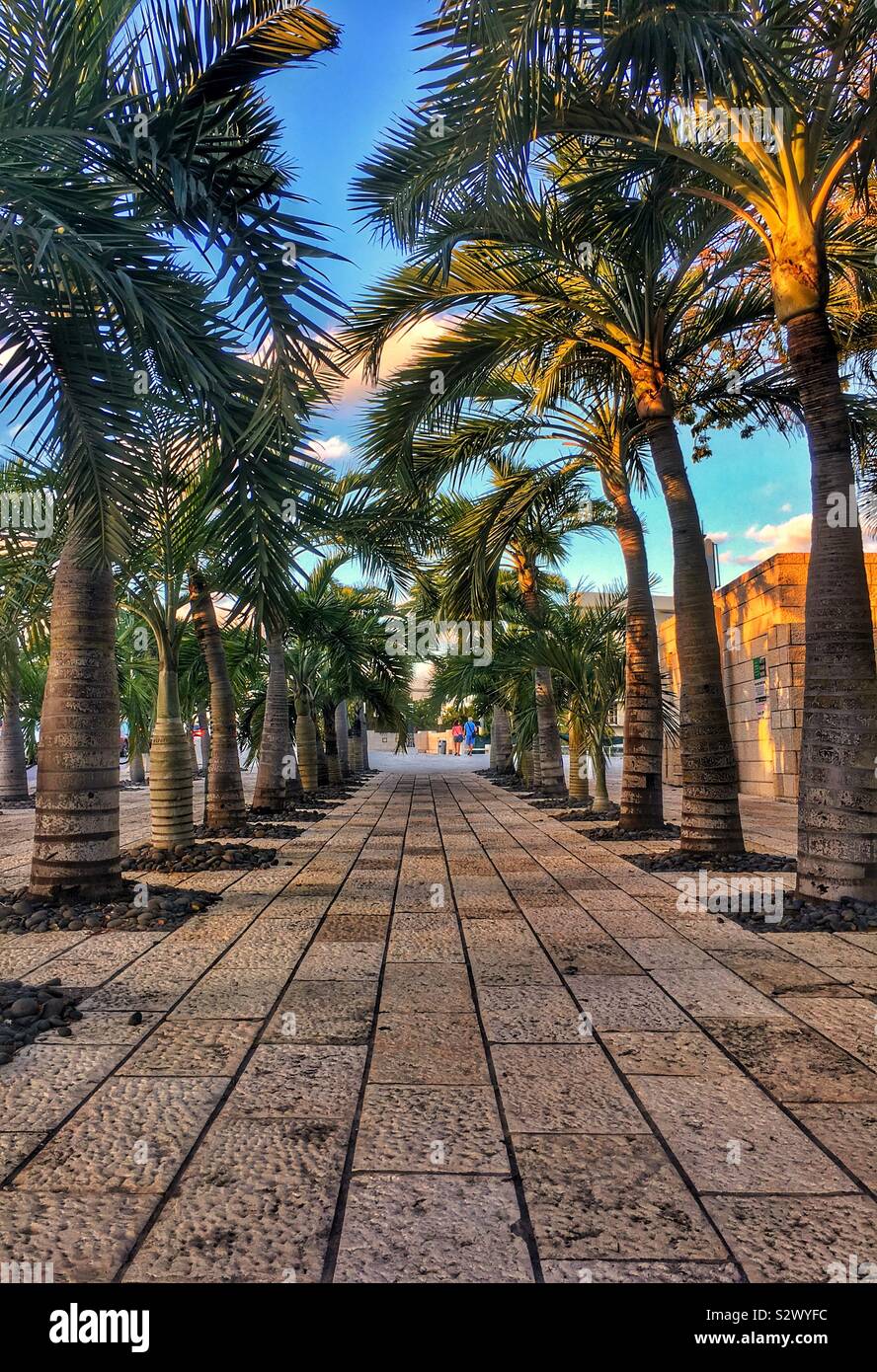 Palme Strada in Miami Beach Foto Stock