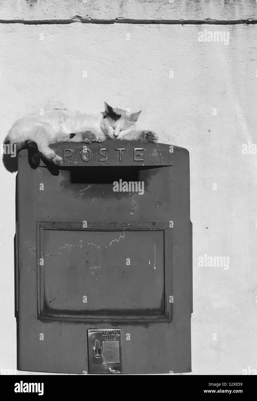 Il gatto in appoggio sulla vecchia casella postale Foto Stock