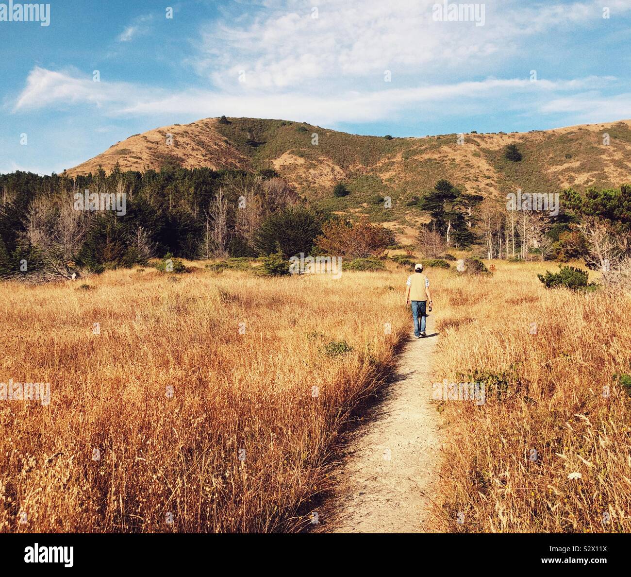 Golden erba e colline della California del Nord Foto Stock