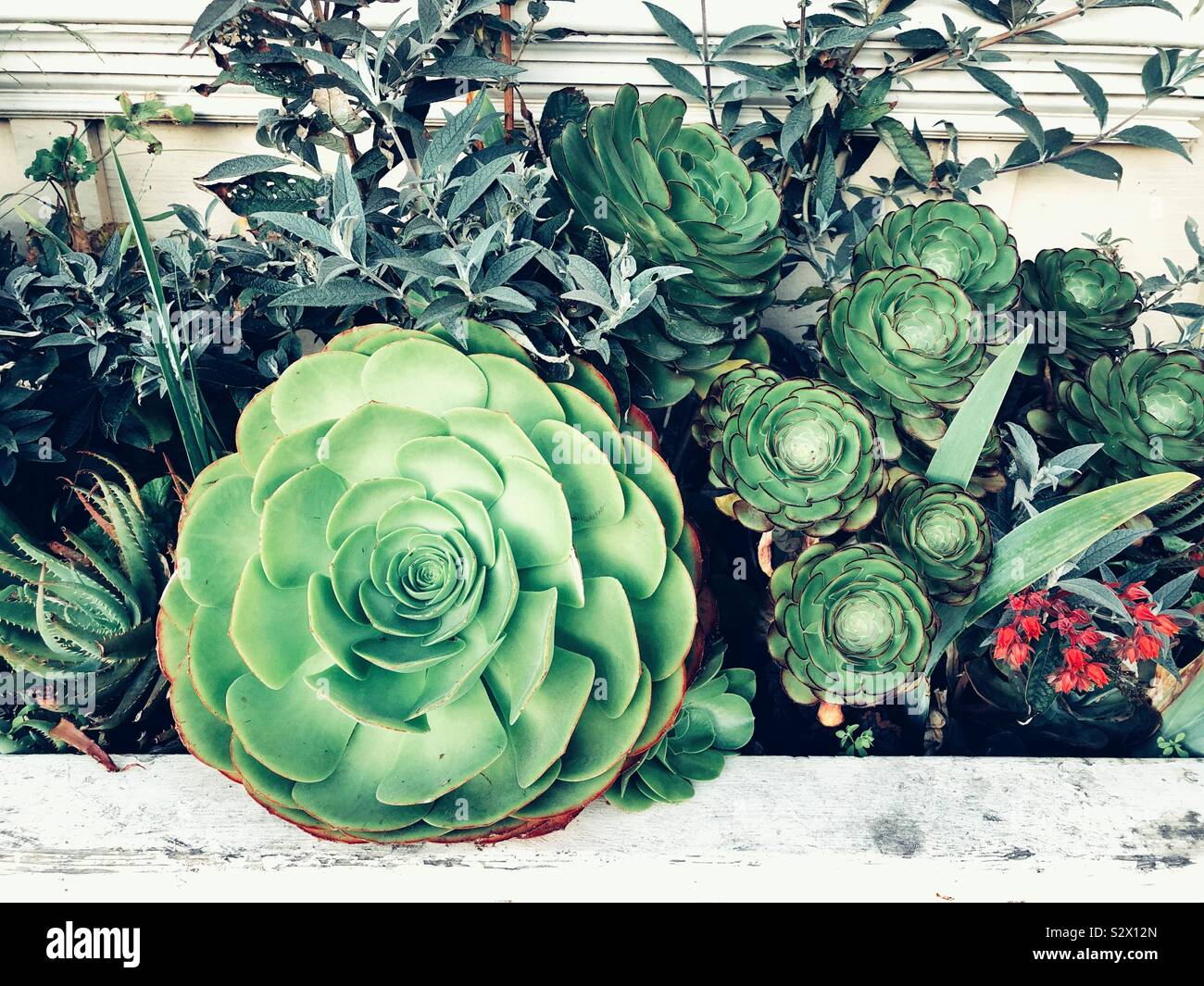 Disposizione alla moda di piante succulente Foto Stock