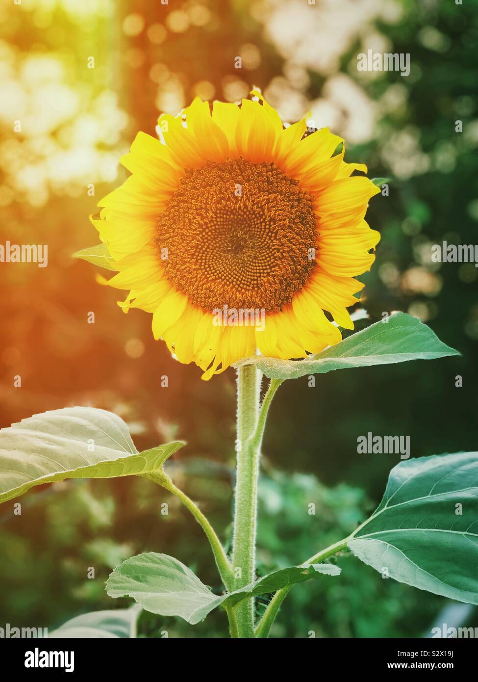 Semi di girasole al tramonto con una calda luce della sera Foto Stock