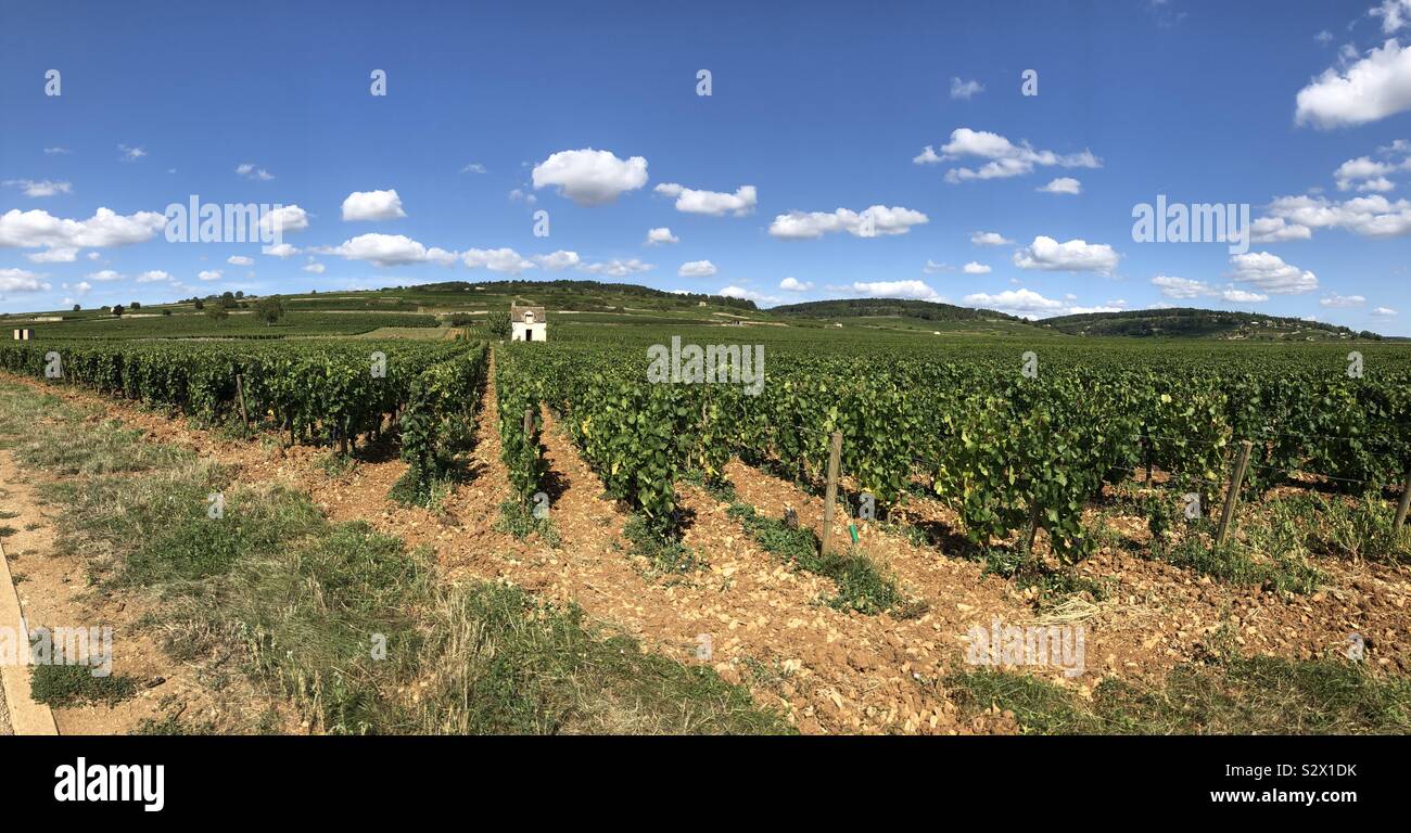 Vigneti della Côte du Beaune, Francia. Foto Stock