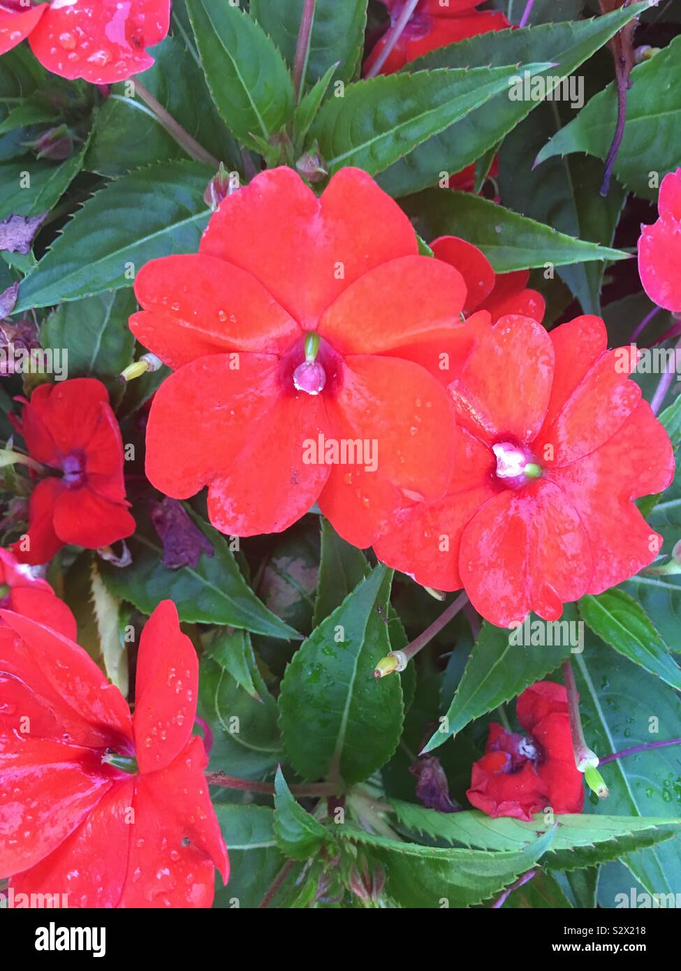 Fiori di colore rosso al mattino Foto Stock
