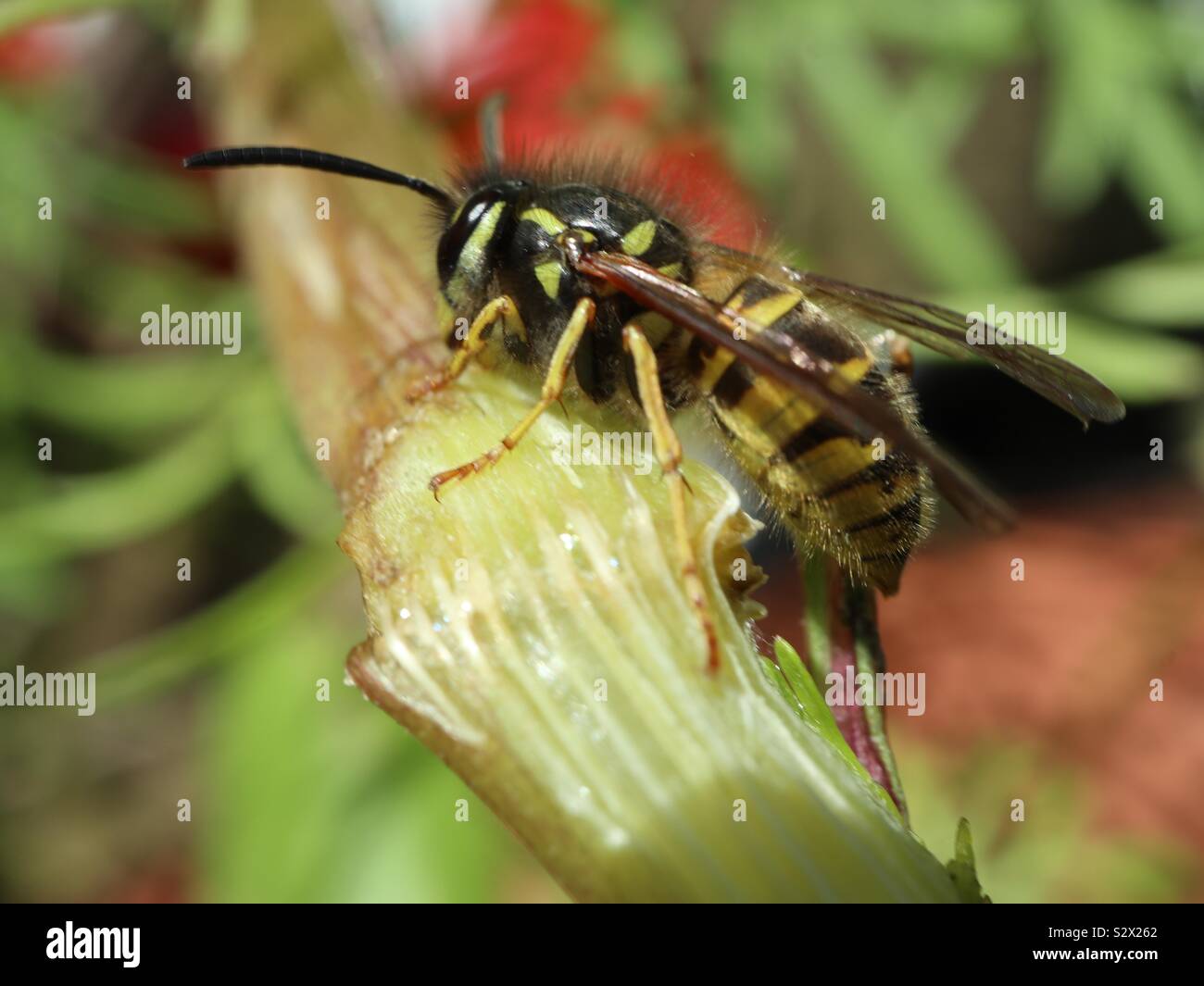 Wasp comune ma ancora bella Foto Stock
