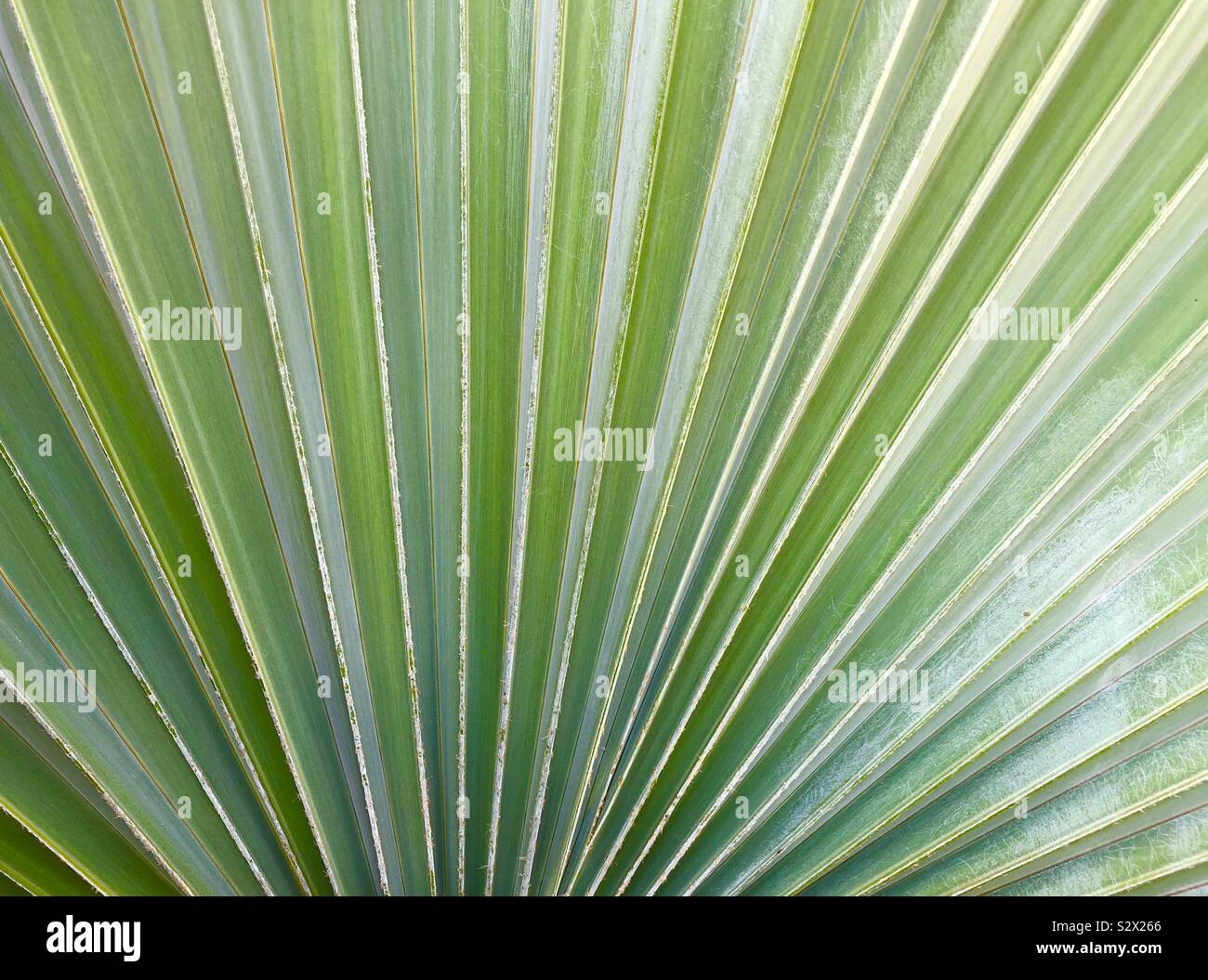 Sullo sfondo di un ventilatore di foglie di palma Foto Stock