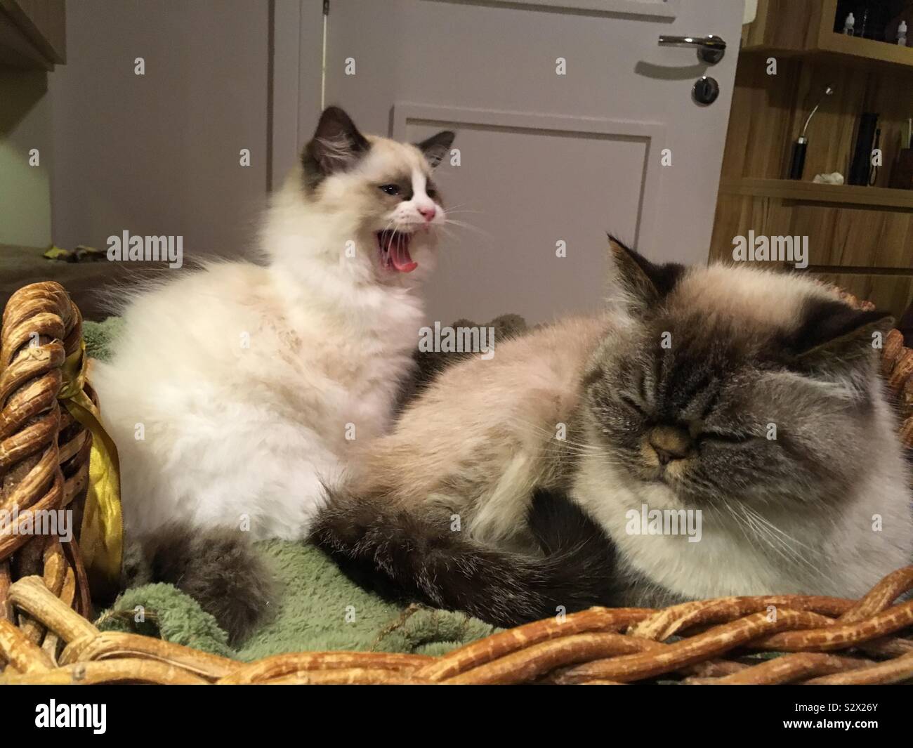 Kitten sbadigli o grida di altri cat all'interno del loro lettino pet (cesto di vimini). Foto Stock
