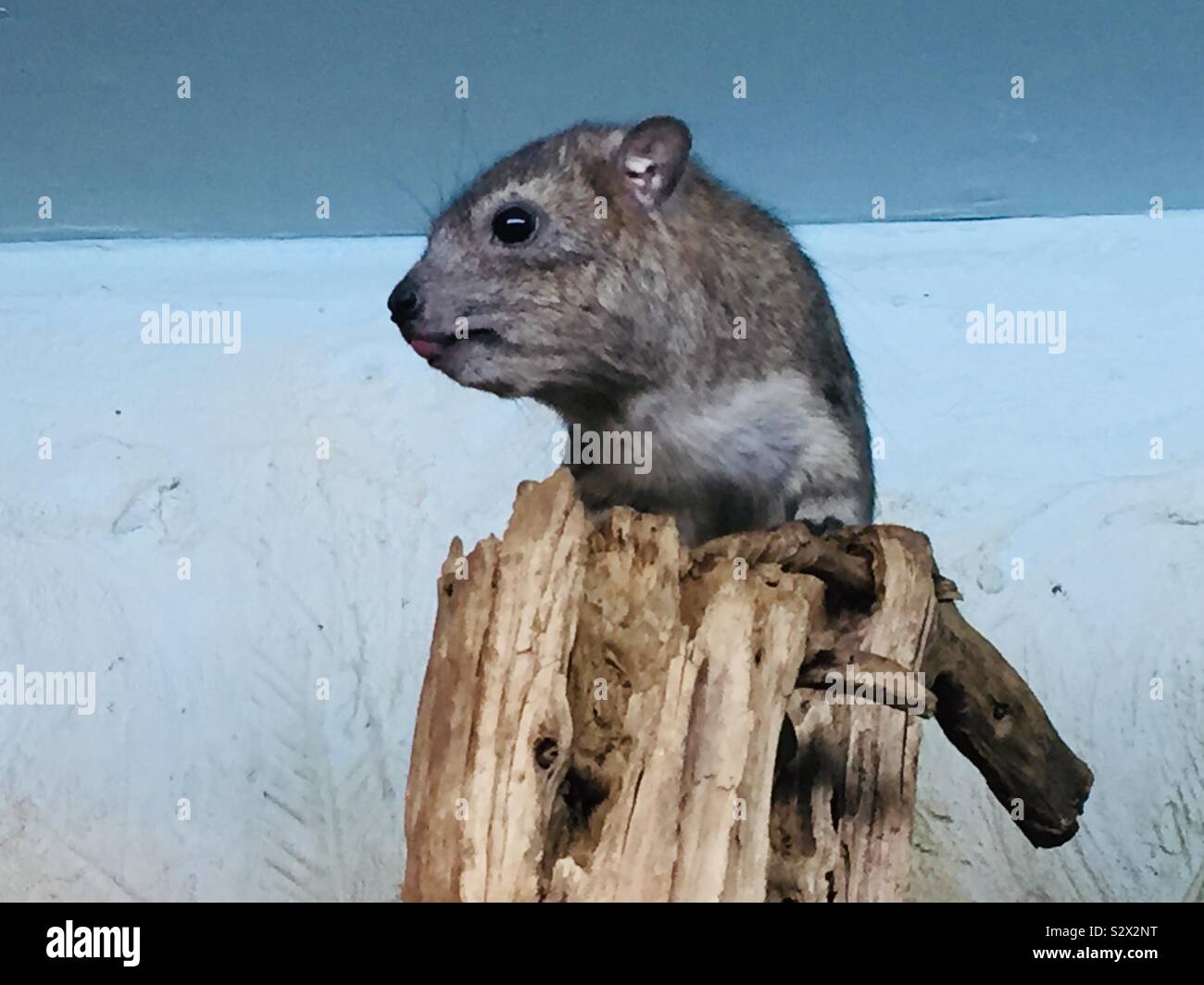 Arabian rock hyrax Foto Stock