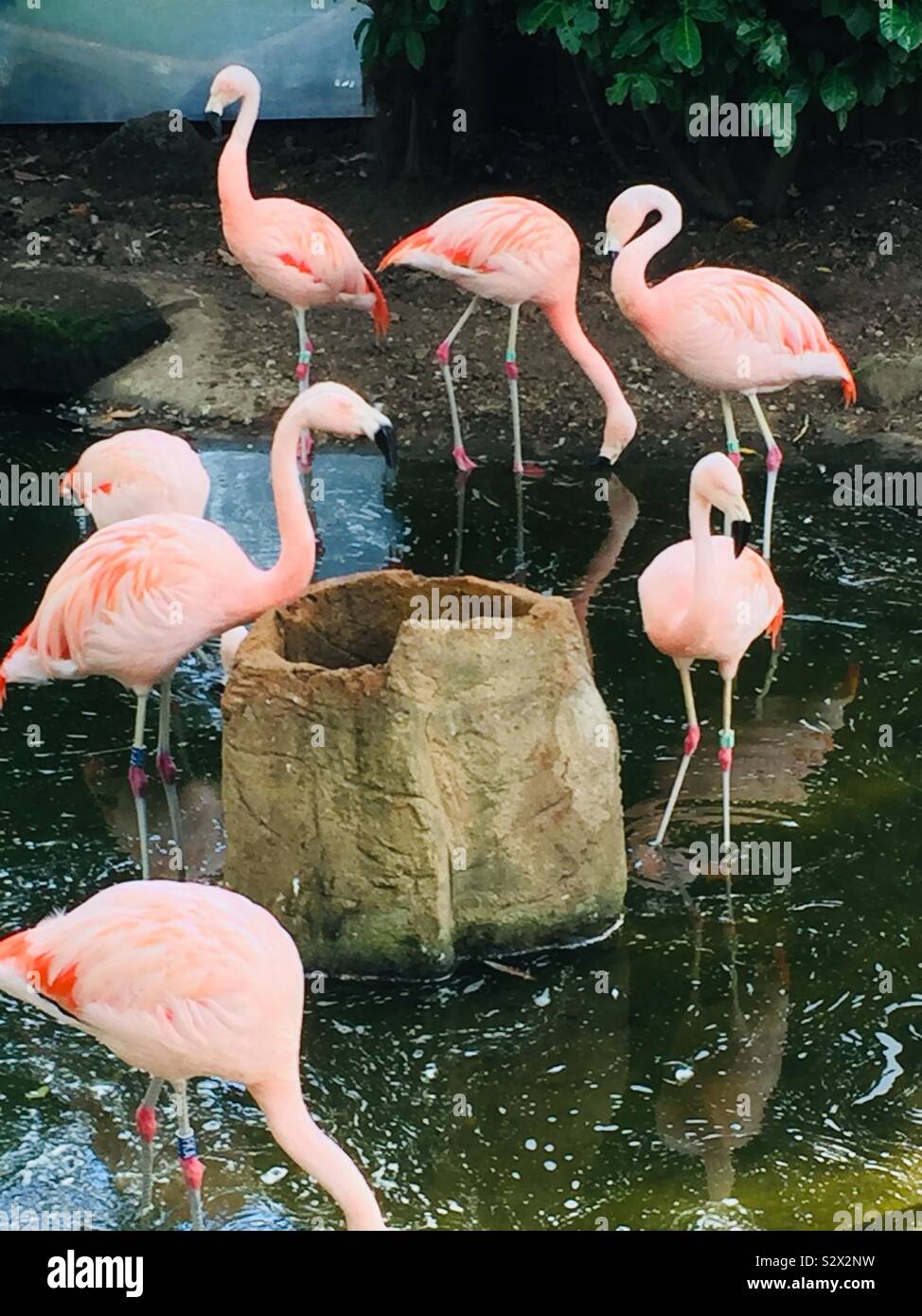 Fenicotteri rosa riempie lo schermo allo zoo Foto Stock