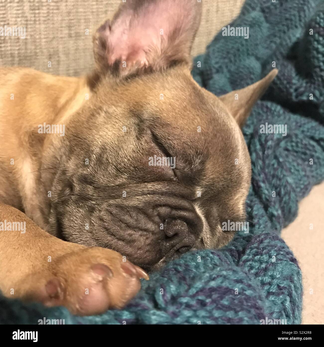 Sleeping bulldog francese cucciolo Foto Stock