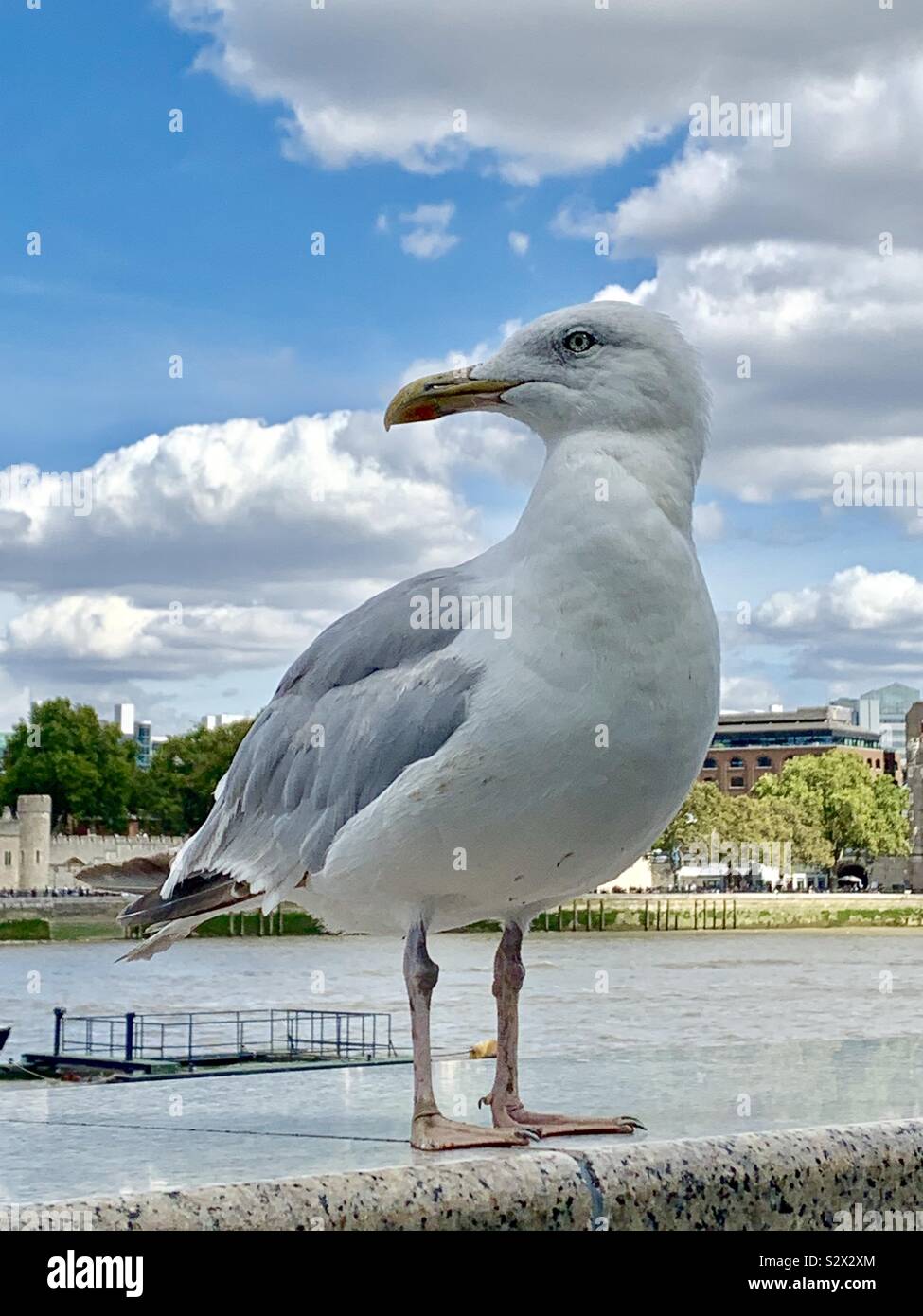 Seagull in posa del Tamigi Foto Stock