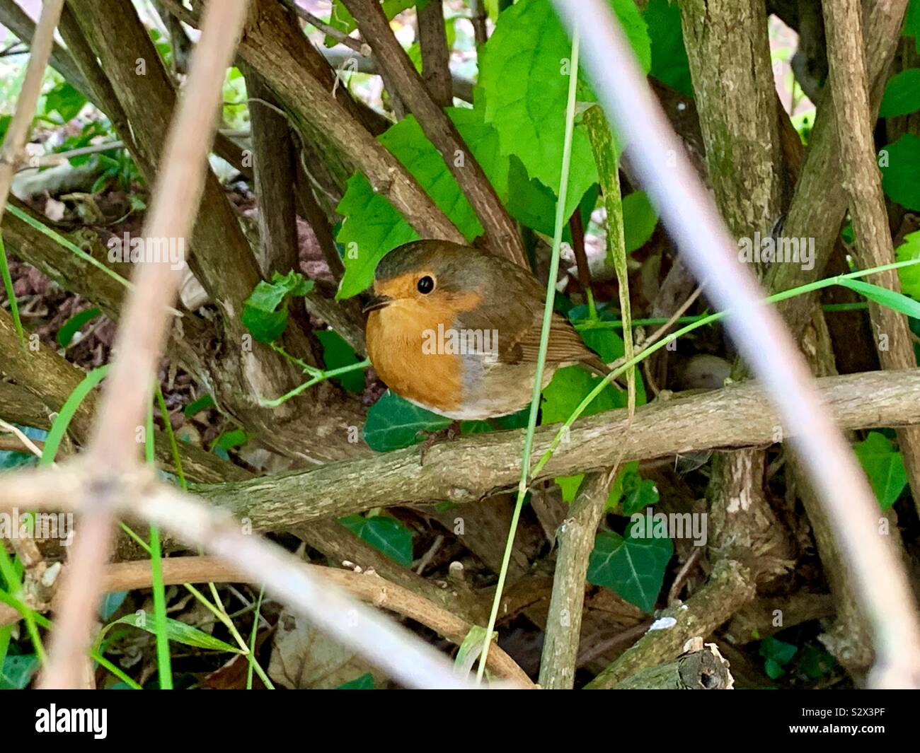 Robin redbreast Foto Stock