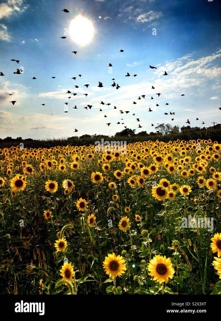 Gli uccelli volare sopra i girasoli (1) Foto Stock