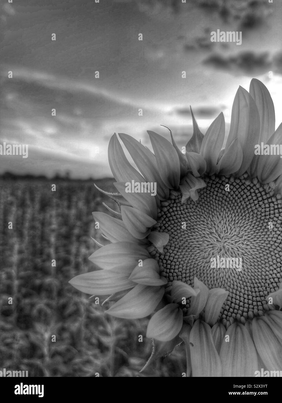 Un girasole singolo in un campo. Il sole tramonta sullo sfondo (2/bianco e nero). Foto Stock