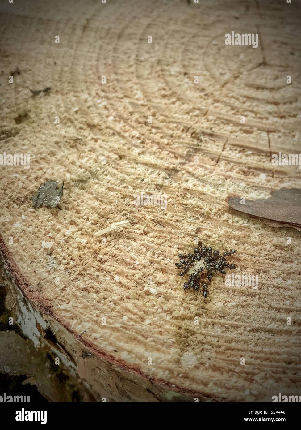Nero Cerchio formiche una goccia di sap su un fresco tritato tronco di albero Foto Stock