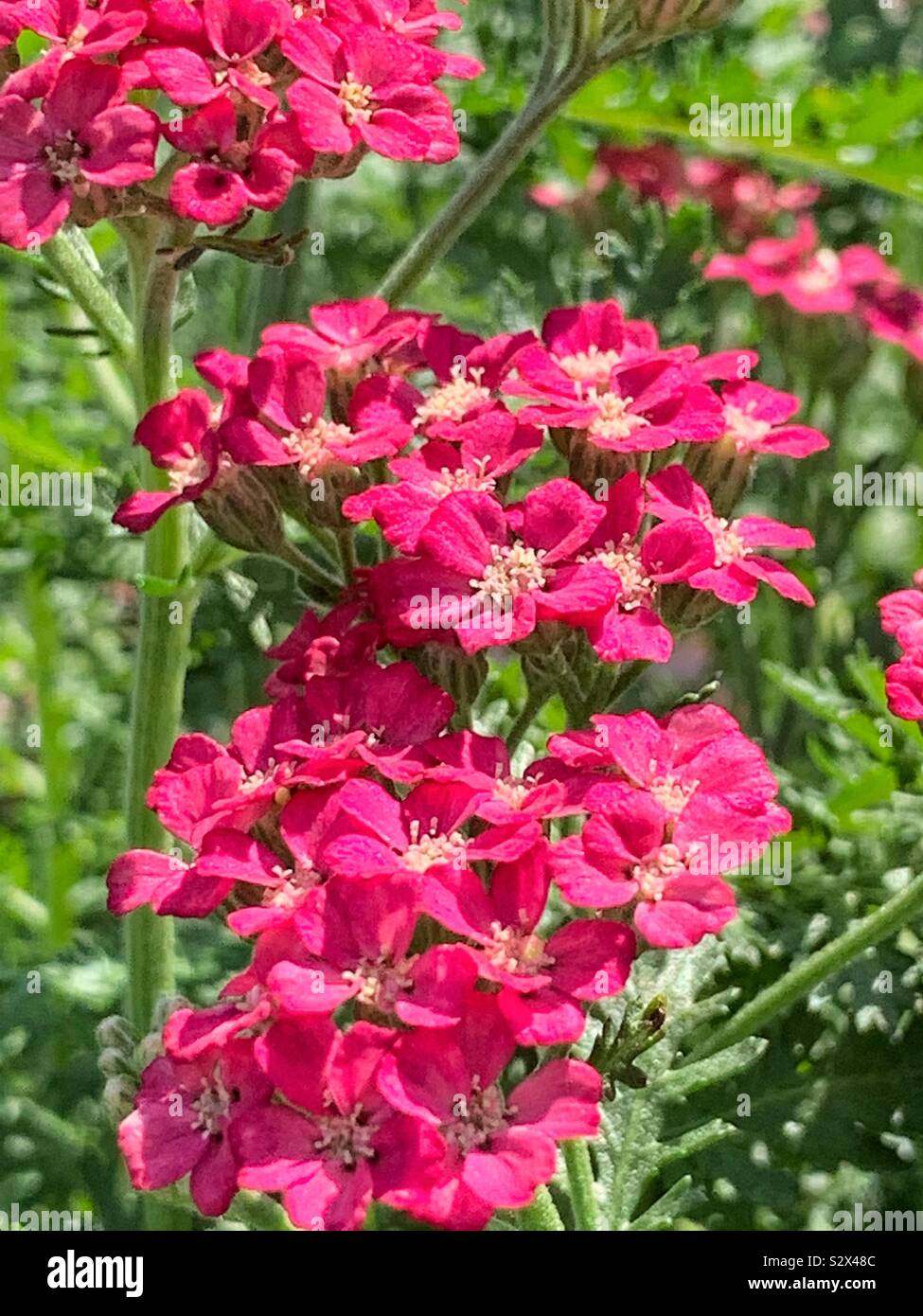 Red yarrow blossoms che cresce in un campo, Achillea millefolium. Foto Stock