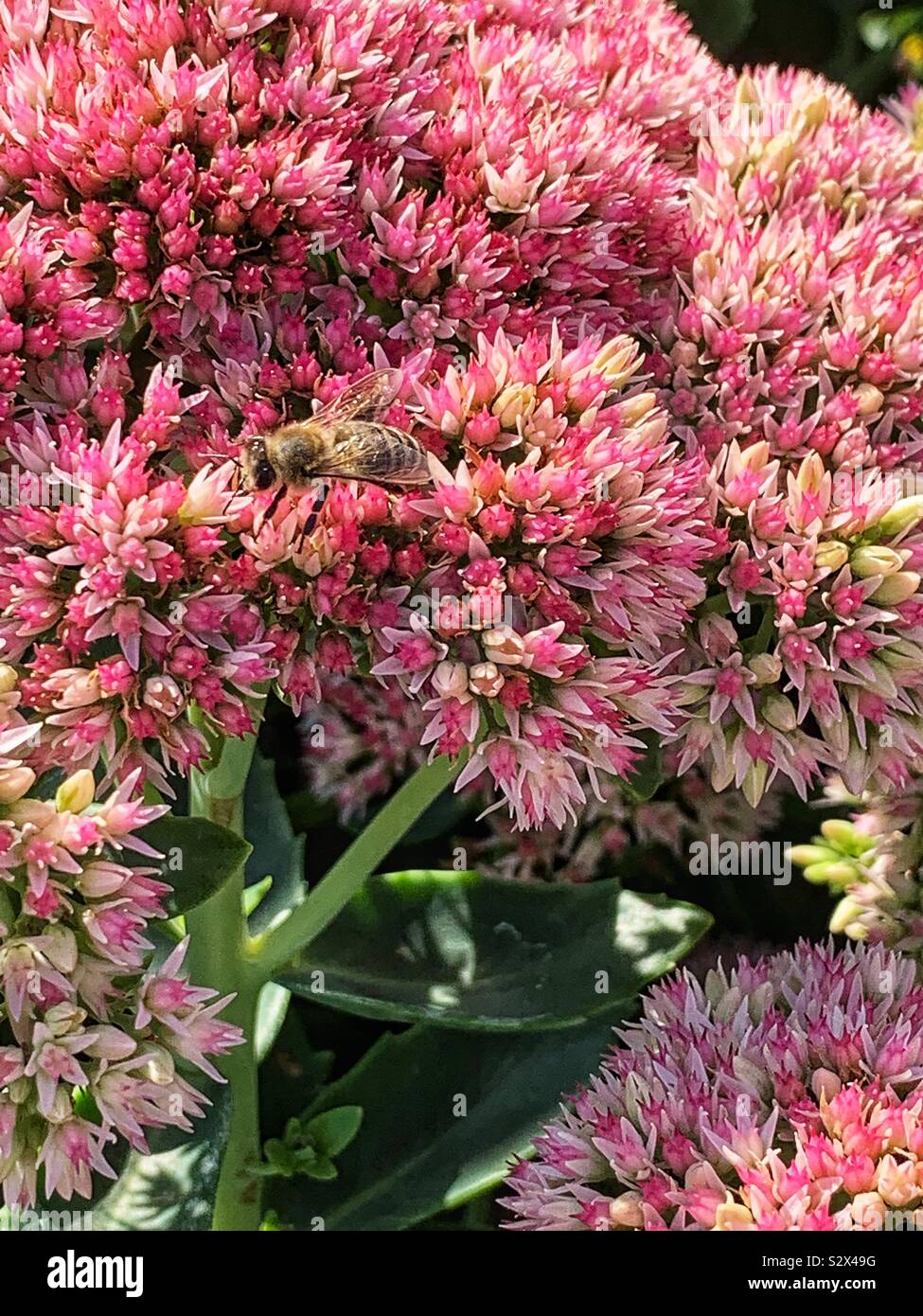 Honeybee vagare intorno alla testa di fiori di un rosa sedum blossom. Foto Stock