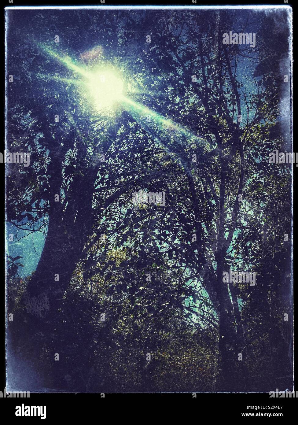 Sun filtrata attraverso gli alberi, pesante uso di filtri. - Immagine stock catturata con smartphone