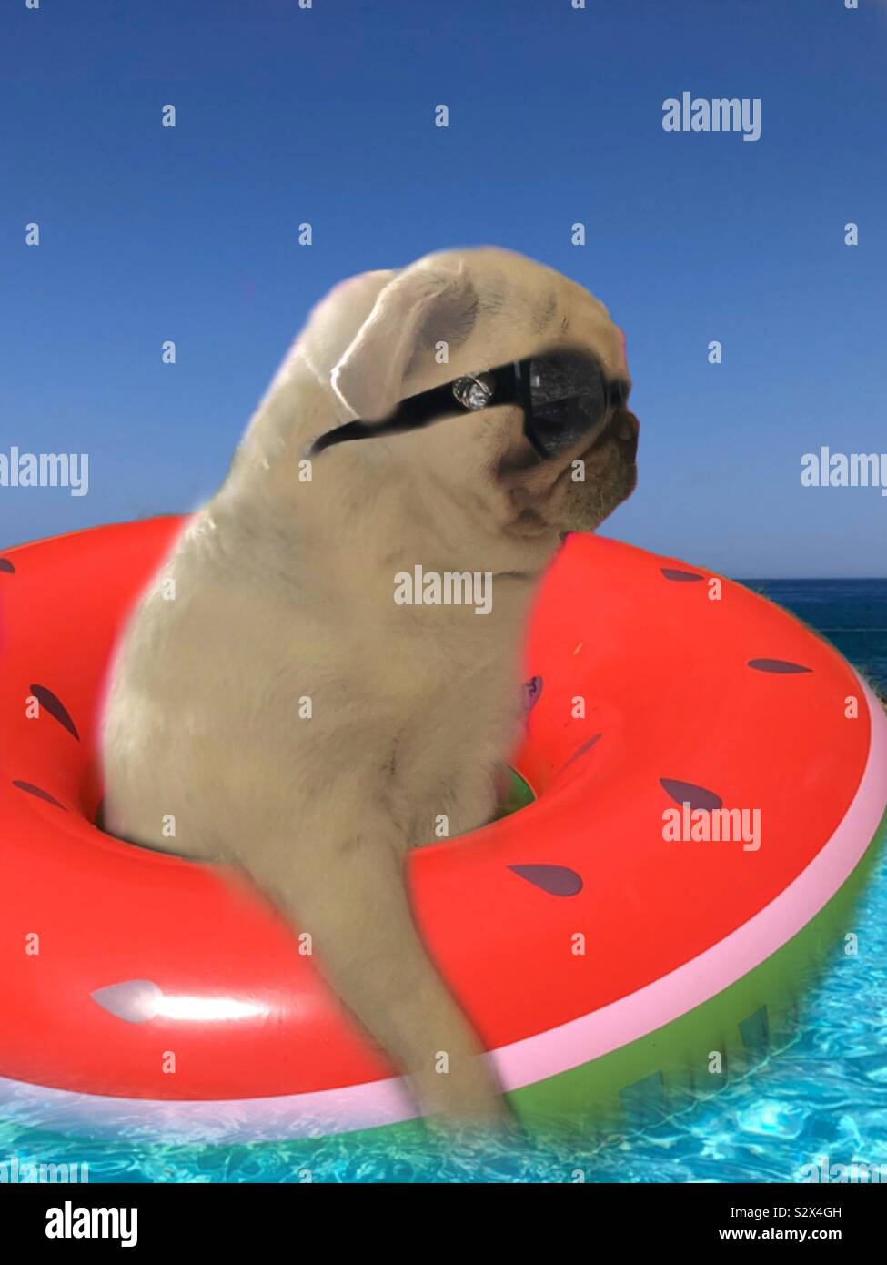 White Pug in un cocomero lilo indossando occhiali da sole Foto Stock