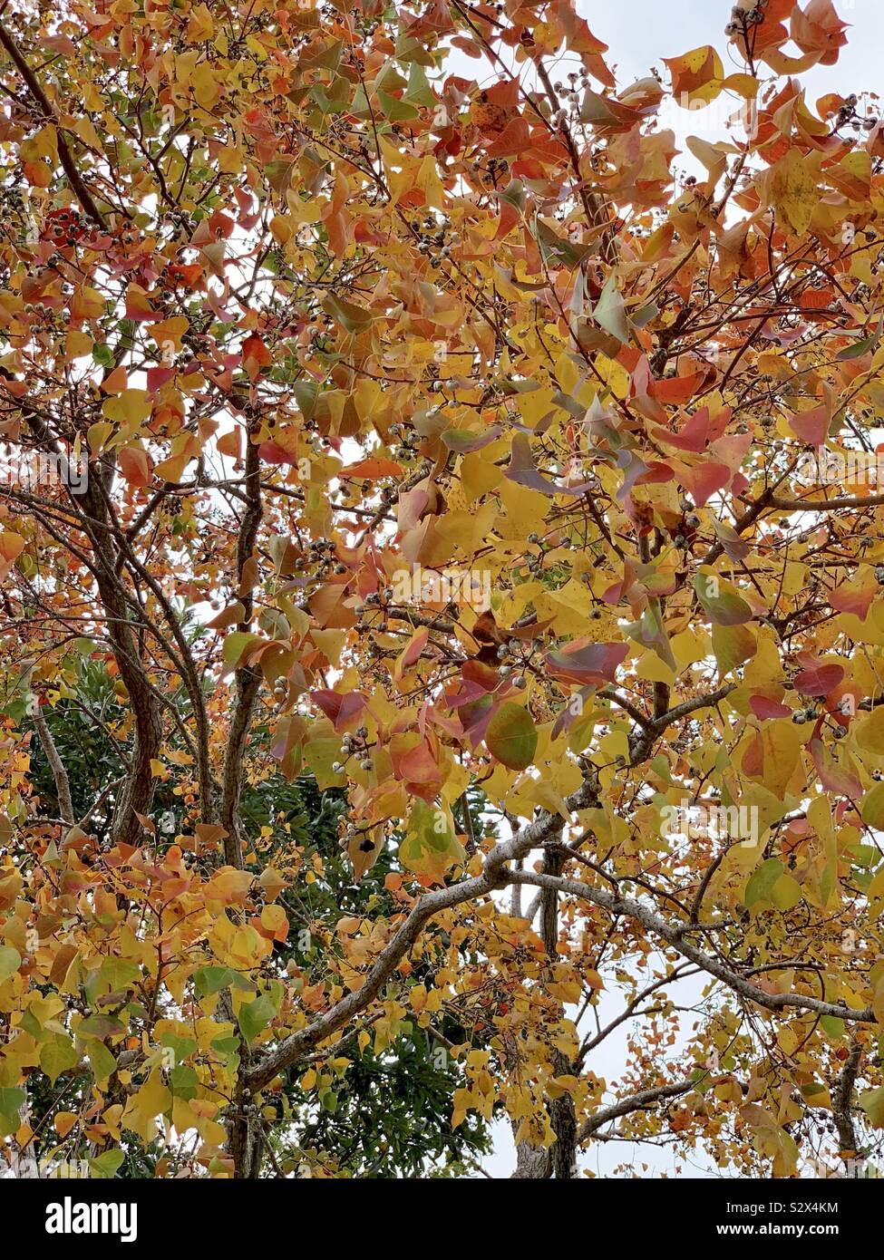 Bellissimi colori di cadere in un grande albero Foto Stock