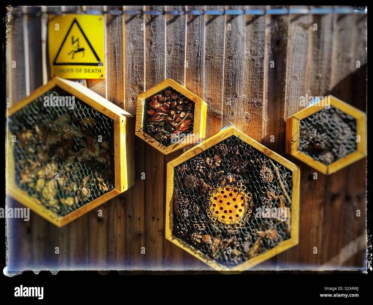 Fatto uomo habitat per insetti realizzata dalla crescita più ecologici, Melton, Suffolk, Inghilterra. - Immagine stock catturata con smartphone