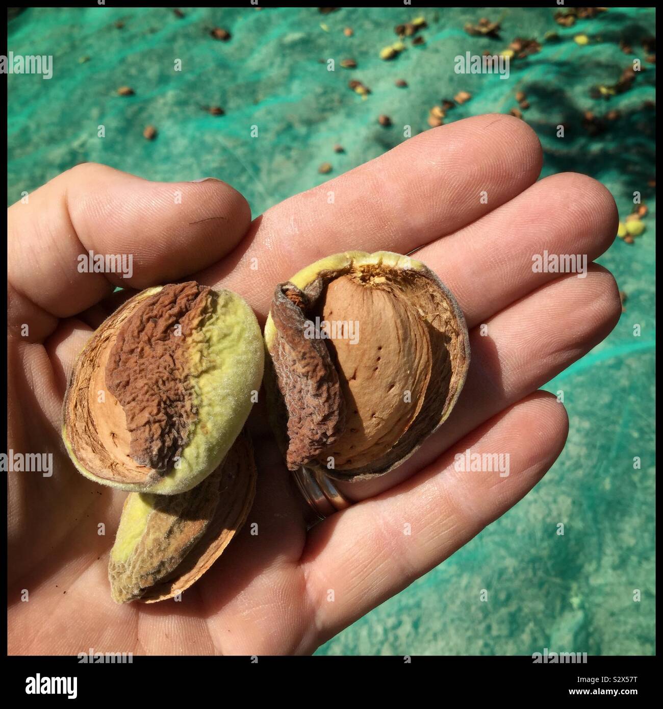 Appena raccolto Llargueta mandorle, Catalogna, Spagna. Foto Stock