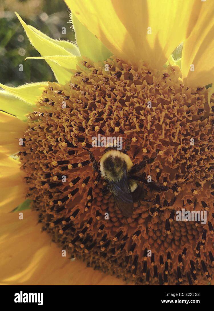 Una grande Ape su un girasole. Foto Stock