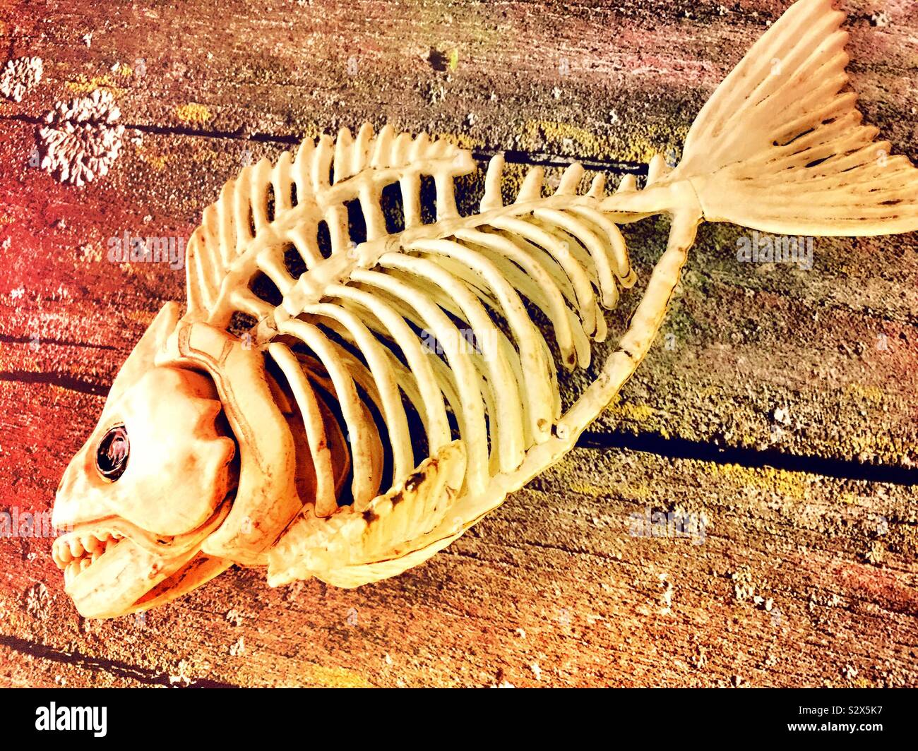 Lo scheletro di una plastica preistorico pesce Halloween display, STATI UNITI D'AMERICA Foto Stock