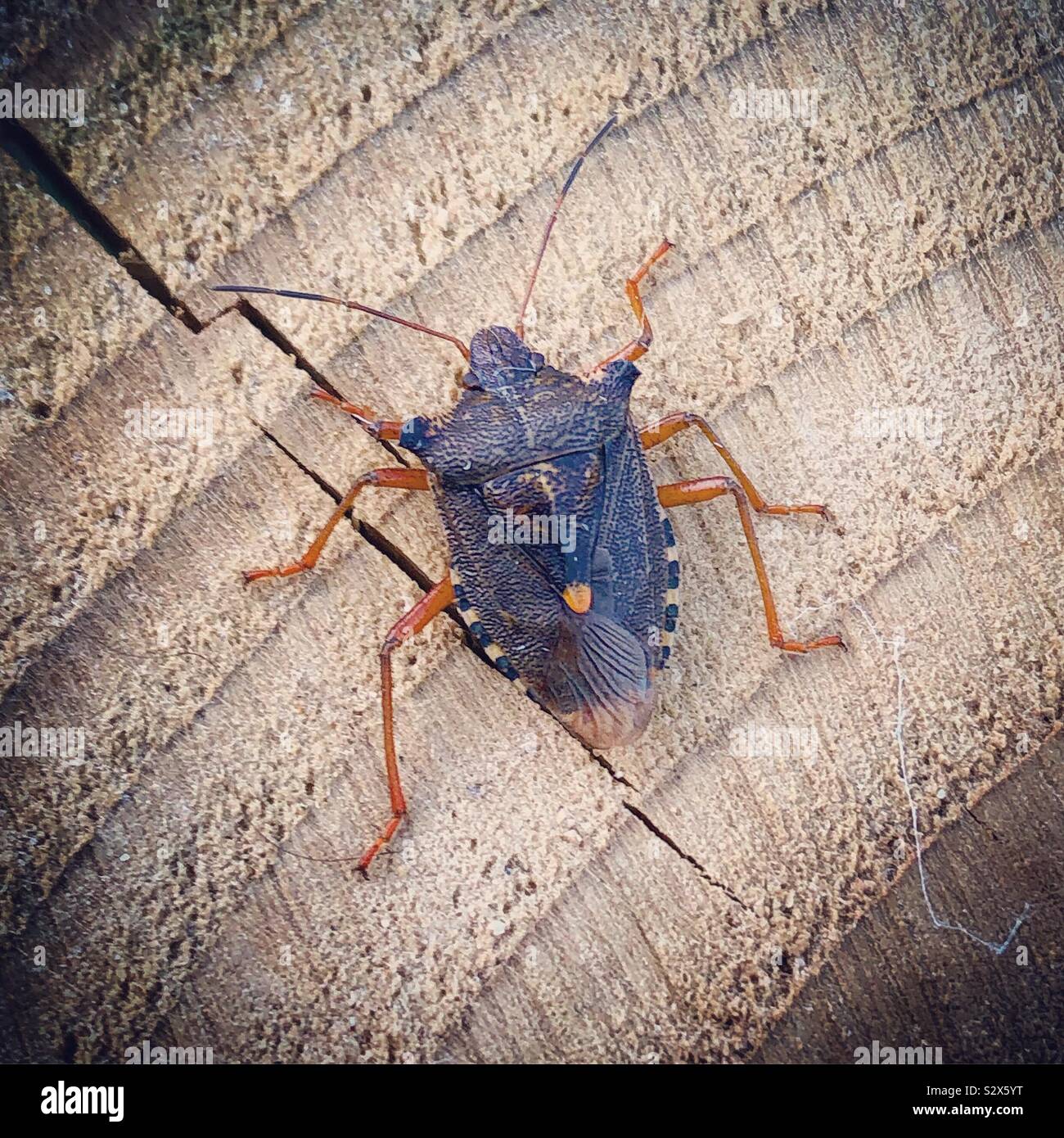 Shieldbug Foto Stock