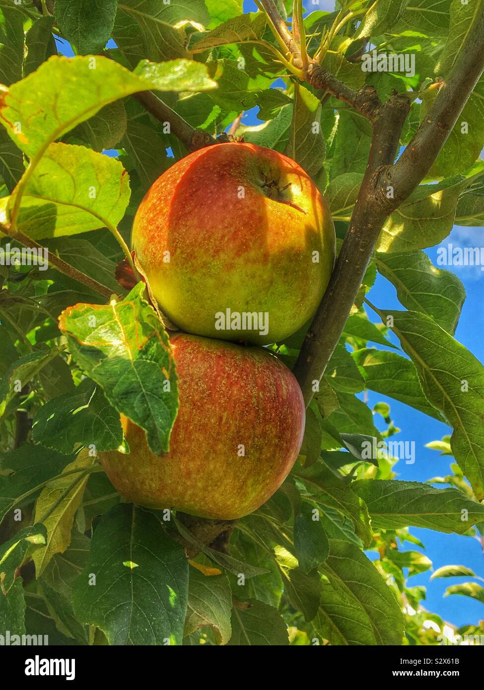 Mele che crescono su un albero da vicino Inghilterra Regno Unito Gran Bretagna Gran Bretagna - Immagine stock catturata con smartphone