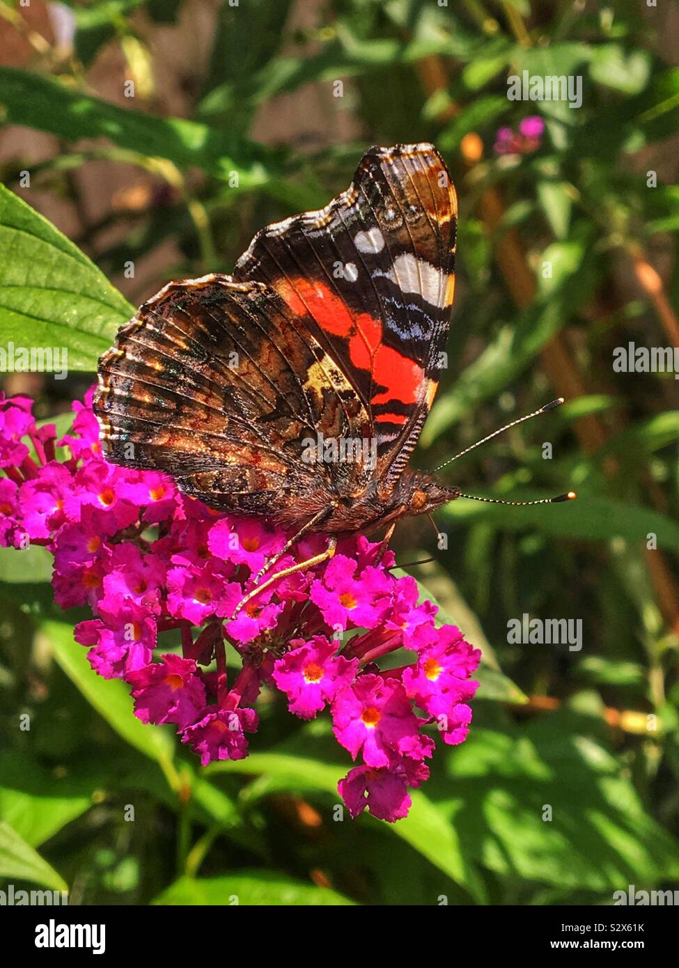 Red admiral butterfly REGNO UNITO - Immagine stock catturata con smartphone Red admiral butterfly REGNO UNITO - Immagine stock catturata con smartphone