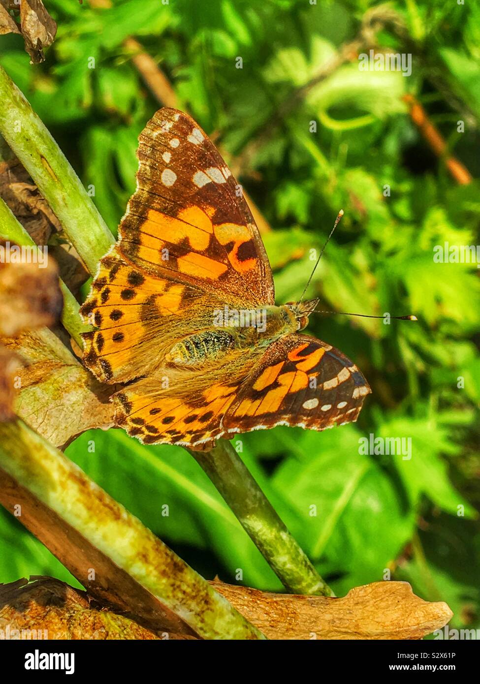 Dipinto di lady butterfly close up REGNO UNITO - Immagine stock catturata con smartphone Dipinto di lady butterfly close up REGNO UNITO - Immagine stock catturata con smartphone