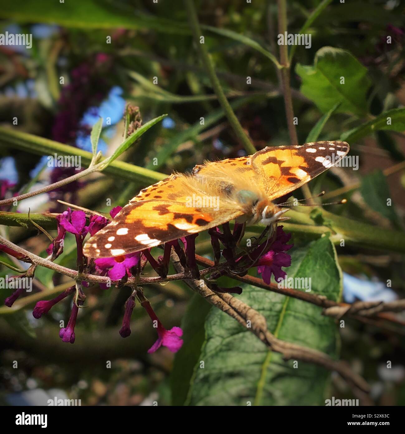 Dipinto di lady butterfly in fiore REGNO UNITO - Immagine stock catturata con smartphone Dipinto di lady butterfly in fiore REGNO UNITO - Immagine stock catturata con smartphone