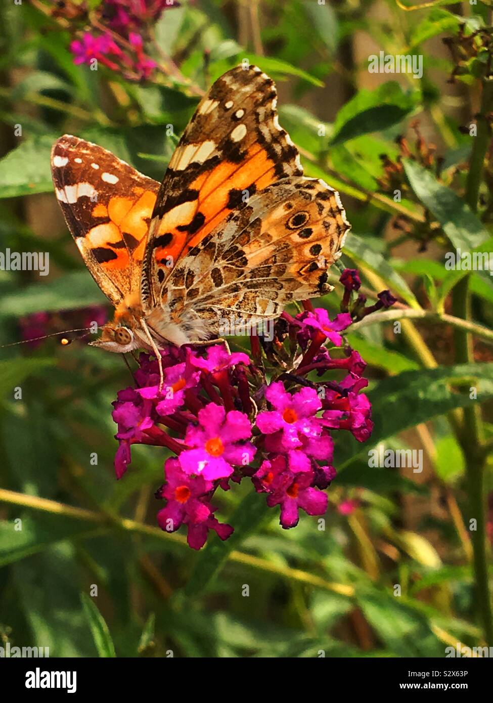 Dipinto di lady butterfly sul fiore REGNO UNITO - Immagine stock catturata con smartphone Dipinto di lady butterfly sul fiore REGNO UNITO - Immagine stock catturata con smartphone