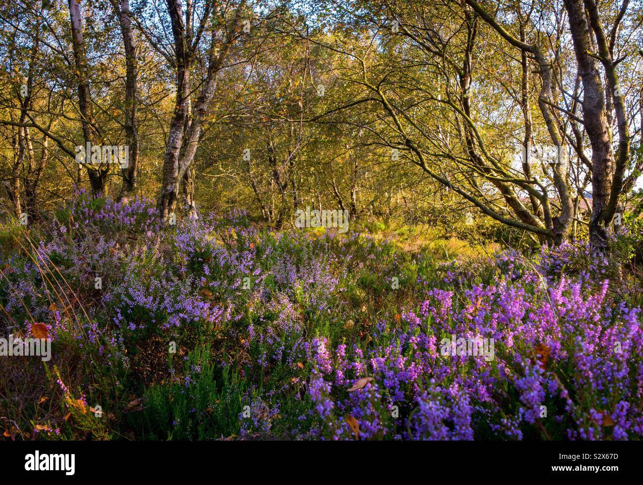 Heather e bosco in tarda estate nel distretto di Peak Derbyshire England Regno Unito - Immagine stock catturata con smartphone