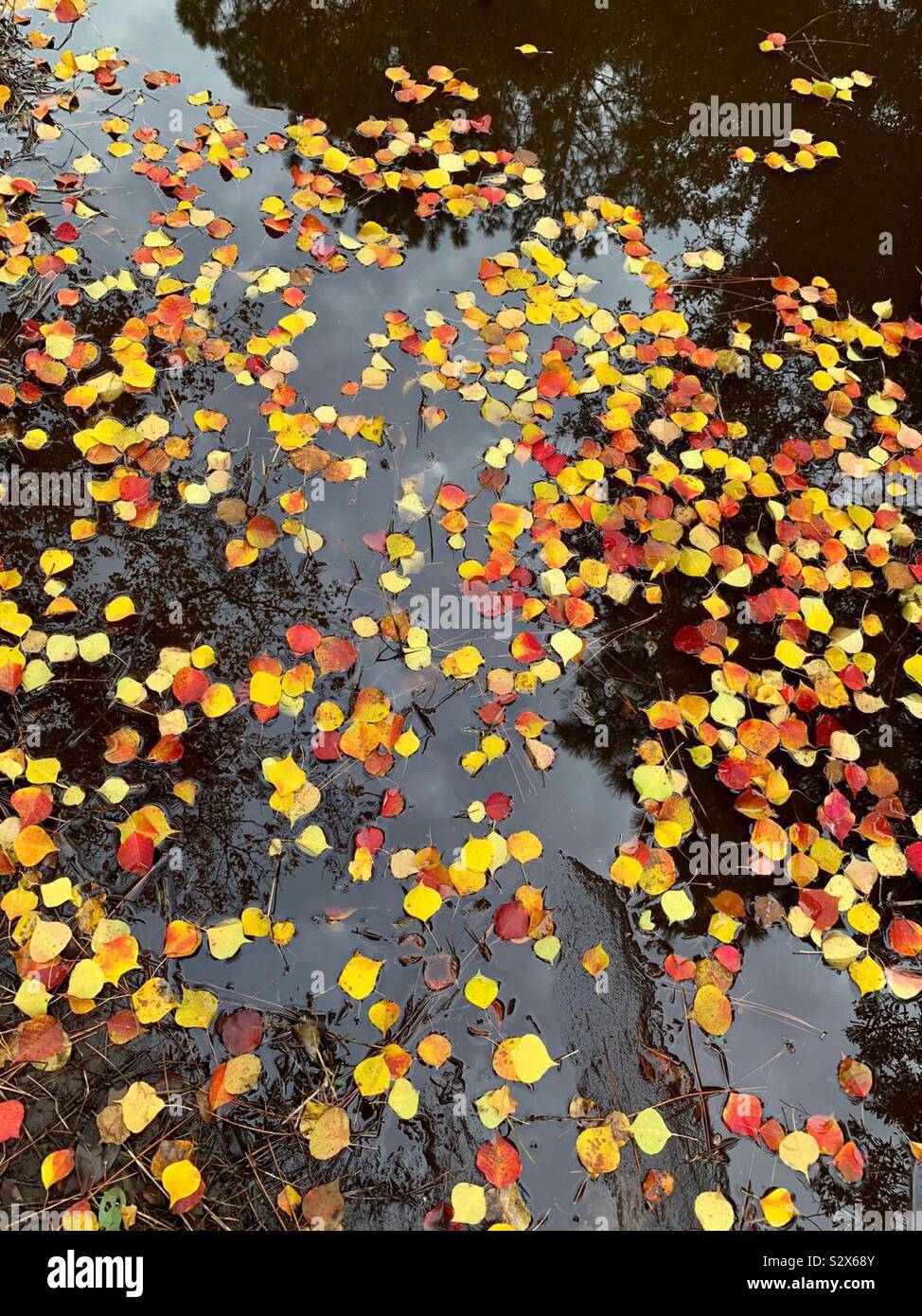 Un stagno coperto con caduti colorata collezione autunno di foglie e di riflessioni di alberi vicini Foto Stock