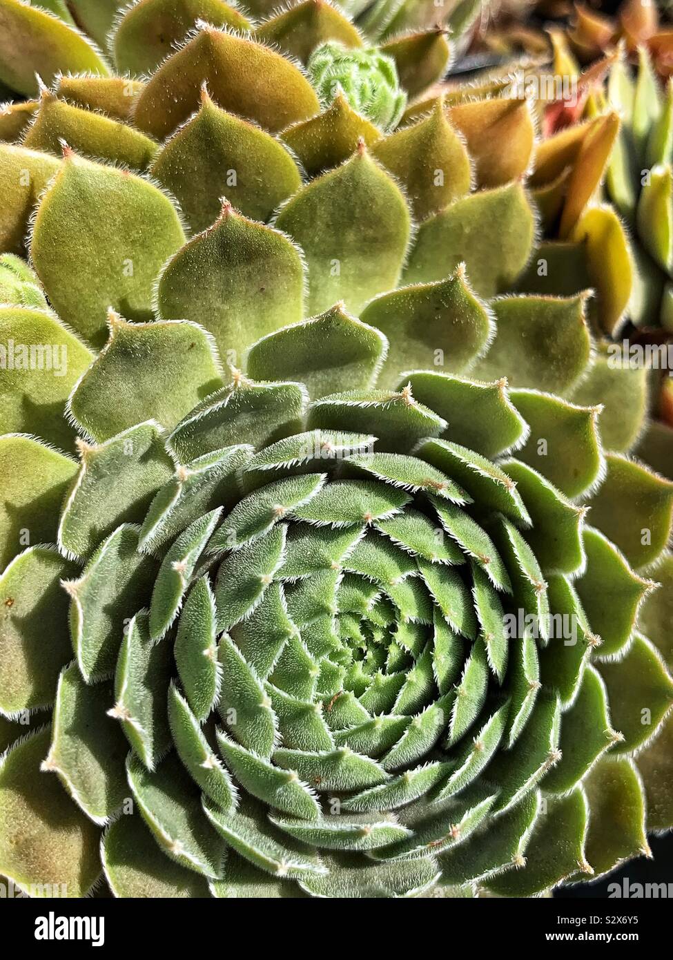 Bellissime piante grasse crescono in un giardino. Foto Stock