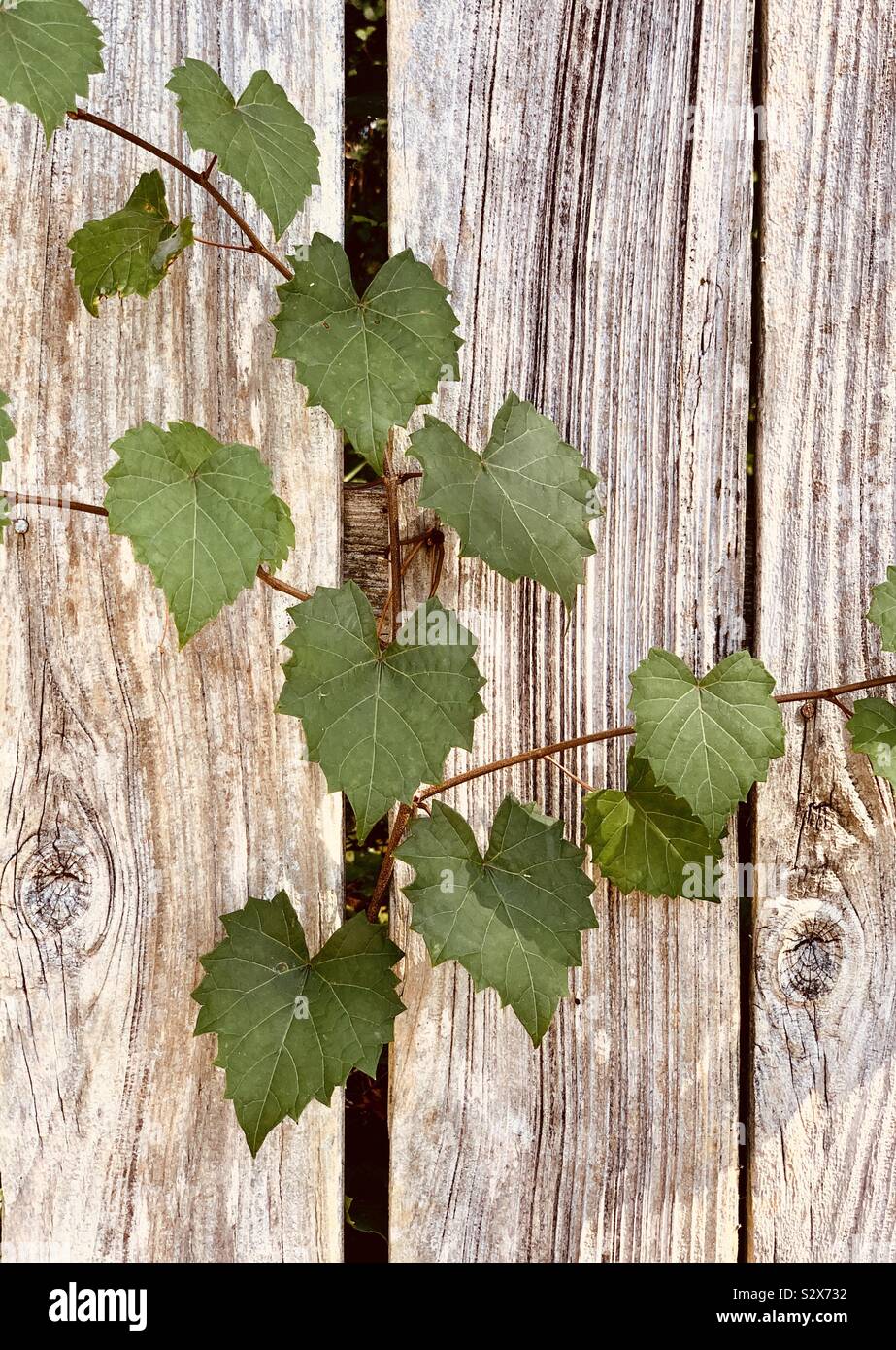 A forma di cuore uva selvatica di foglie di vite dalla foresta crescendo attraverso una recinzione di legno - Immagine stock catturata con smartphone