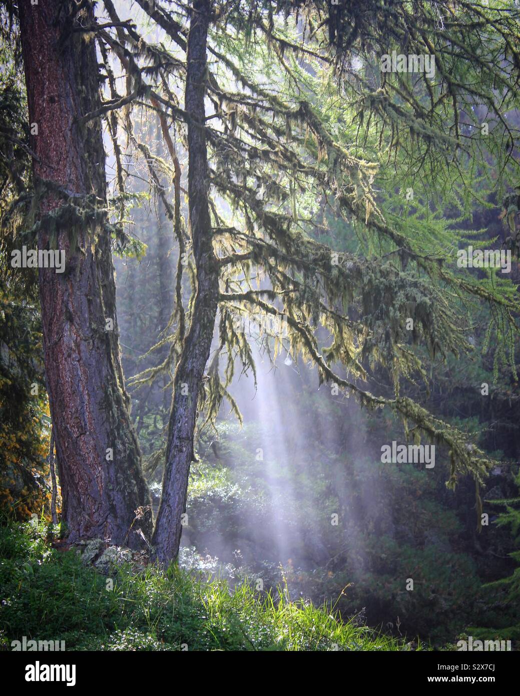 La luce del sole nella foresta Foto Stock