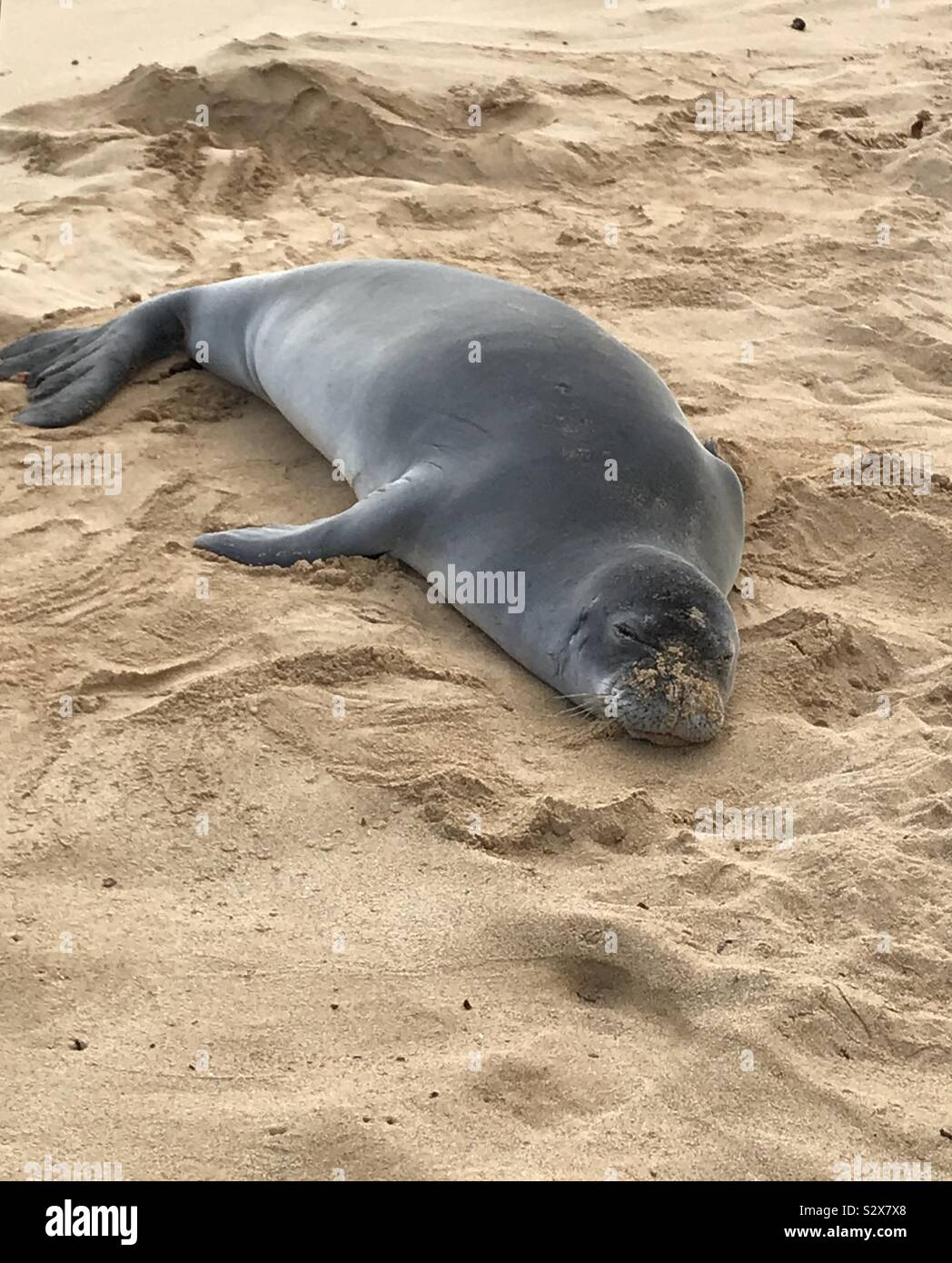 Hawaiian Foca Monaca prende un riposo in spiaggia in Kauai - Immagine stock catturata con smartphone