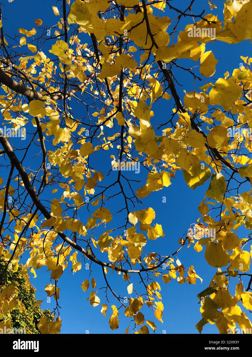 Foglie d'oro sulla struttura ad albero. Cielo blu nel giorno di autunno caldo Foto Stock