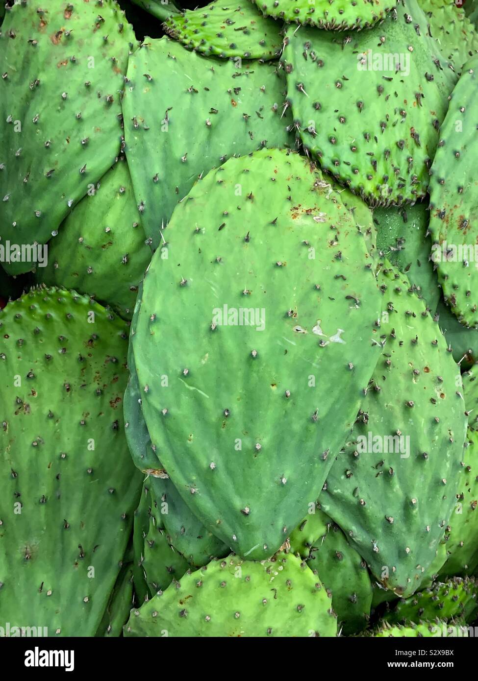 Fattoria fresco nopales cactus foglie. Foto Stock