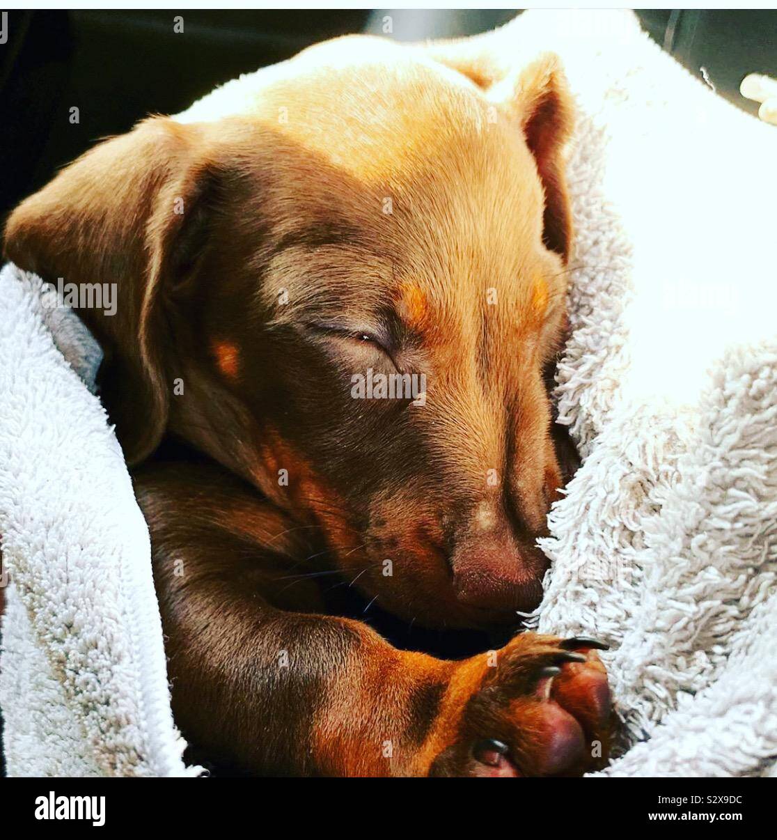 Tre zampe cane bassotto cucciolo addormentato Foto Stock