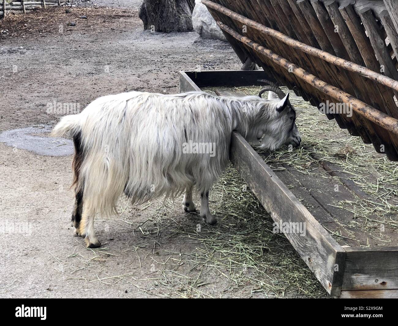 Capelli lunghi capra mangiare dal trogolo Foto Stock