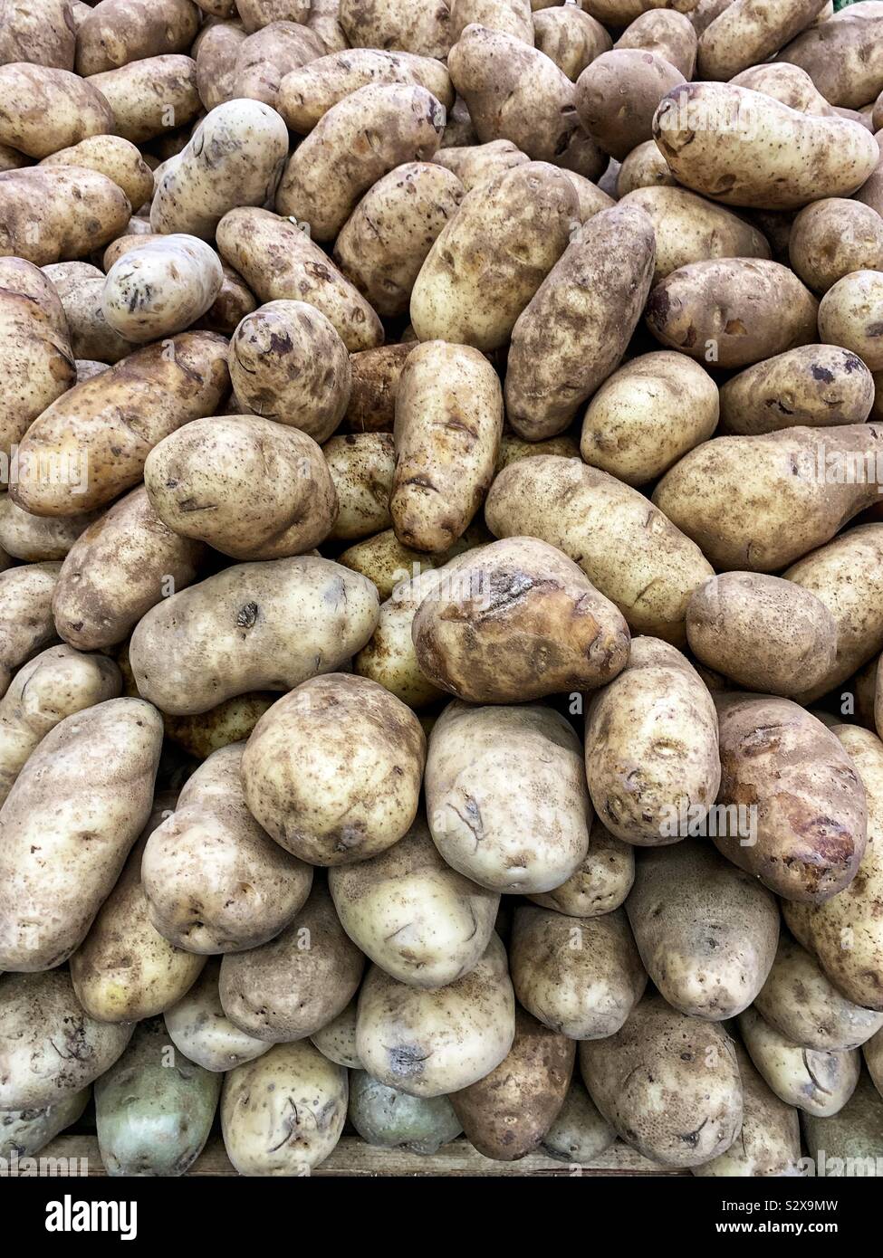 Molti mature crudo fresco di Idaho patate. Foto Stock