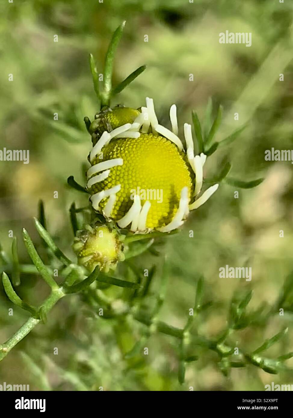 In erba selvatica fiore a margherita con piccoli petali Foto Stock